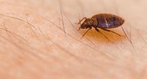 Bed Bug Removal North Carolina