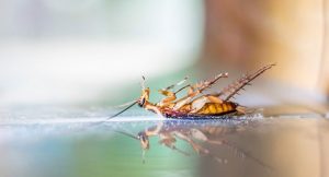 Pest Control and Exterminator Services North Carolina